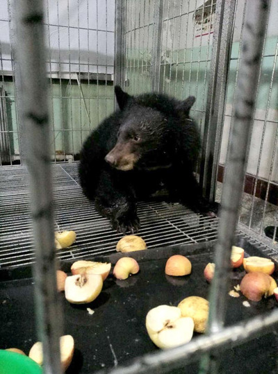 A rescued Asian black bear adjusts to at an animal rehabilitation center in Heilongjiang province earlier this month. (Photo provided to China Daily) A rescued Asian black bear adjusts to at an animal rehabilitation center in Heilongjiang province earlier this month. (Photo provided to China Daily)