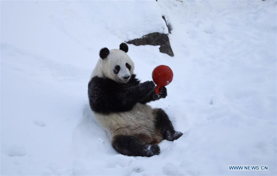 Giant panda Jin Baobao plays in snow at the Ahtari zoo in Finland March 2, 2018. The male, Hua Bao, and the female, Jin Baobao, arriving in Finland on Jan. 18 are the first pair of Chinese giant pandas living in the Nordics. (Xinhua/Zhang Xuan) Giant panda Jin Baobao plays in snow at the Ahtari zoo in Finland March 2, 2018. The male, Hua Bao, and the female, Jin Baobao, arriving in Finland on Jan. 18 are the first pair of Chinese giant pandas living in the Nordics. (Xinhua/Zhang Xuan)