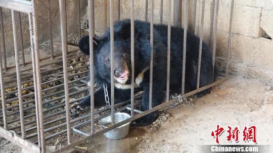 The Asian black bear. (Photo/China News Service) The Asian black bear. (Photo/China News Service)