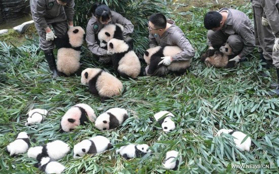 Giant panda cubs are seen at the Ya'an Bifengxia base of the China Conservation and Research Center for the Giant Panda in Ya'an City, southwest China's Sichuan Province, Oct. 13, 2017. (Xinhua/Xue Yubin) Giant panda cubs are seen at the Ya'an Bifengxia base of the China Conservation and Research Center for the Giant Panda in Ya'an City, southwest China's Sichuan Province, Oct. 13, 2017. (Xinhua/Xue Yubin)