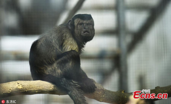 A monkey in the Tianjin Zoo has gone viral on Chinese social media for having a human-like face. The tufted capuchin, also known as black-capped capuchin, mostly feeds on fruit and invertebrates. The monkey's square face is different from its sharp-faced peers. (Photo/IC) A monkey in the Tianjin Zoo has gone viral on Chinese social media for having a human-like face. The tufted capuchin, also known as black-capped capuchin, mostly feeds on fruit and invertebrates. The monkey's square face is different from its sharp-faced peers. (Photo/IC)