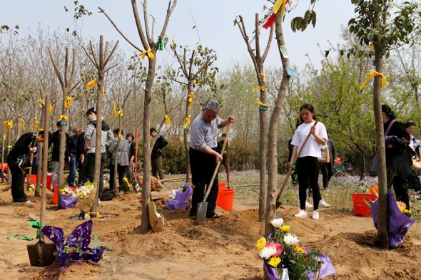 People plant evergreen trees to cover ashes in Fu Shou Yuan Cemetery in Zhengzhou, Henan province. (Photo: China Daily/Wang Zhuangfei) People plant evergreen trees to cover ashes in Fu Shou Yuan Cemetery in Zhengzhou, Henan province. (Photo: China Daily/Wang Zhuangfei)