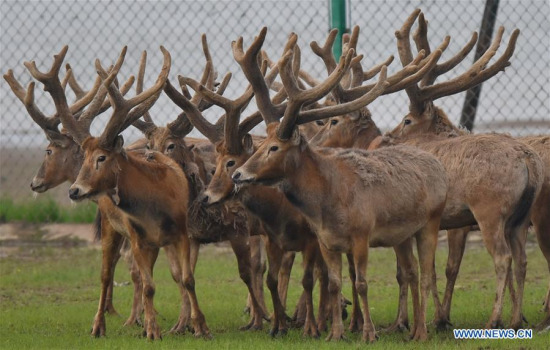 A herd of milu deer wait to be set free in the wetland around Poyang Lake in east China's Jiangxi Province, April 3, 2018. China Tuesday released 47 rare milu deer into the wild in the wetland around Poyang Lake to improve biodiversity and protect the ecosystem of the country's largest freshwater lake. (Xinhua/Zhou Mi)