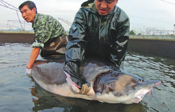 A beluga raised at the Qiandaohu Lake fishing farm of Kaluga Queen. (Photo by Gao Erqiang/China Daily) A beluga raised at the Qiandaohu Lake fishing farm of Kaluga Queen. (Photo by Gao Erqiang/China Daily)
