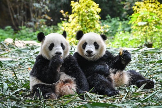 Giant panda twins Qin Qin and Ai Ai eat cookies at Chimelong Safari Park in Guangzhou, south China's Guangdong Province, March 28, 2018. (Xinhua/Liu Dawei)