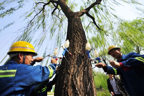 Workers inject chemicals into a willow to limit catkin production in Beijing's Xicheng district on Tuesday. (YUAN YI/FOR CHINA DAILY) Workers inject chemicals into a willow to limit catkin production in Beijing's Xicheng district on Tuesday. (YUAN YI/FOR CHINA DAILY)