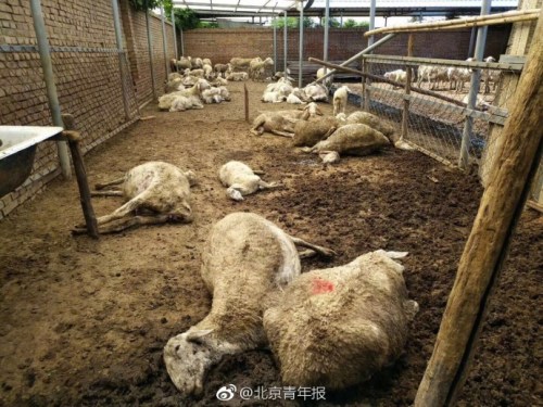 Scene of the dead goats poisoned by the toxic leeks. (Photo/Beijing Youth Daily's Sina Weibo account) Scene of the dead goats poisoned by the toxic leeks. (Photo/Beijing Youth Daily's Sina Weibo account)