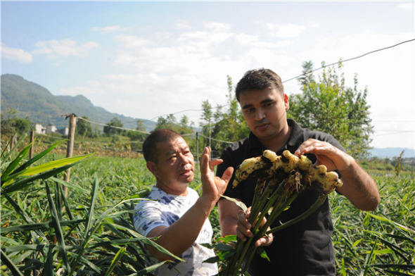Kottuvala Abdul Mateed (right) and his father-in-law, Lyu Weiping, examine ginger they grew in Jianshi county, Hubei province, in September.(Photo: China News Service/Zhang Guifeng) Kottuvala Abdul Mateed (right) and his father-in-law, Lyu Weiping, examine ginger they grew in Jianshi county, Hubei province, in September.(Photo: China News Service/Zhang Guifeng)