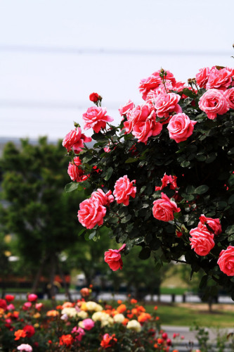 Rosa chinensis in bloom. (Photo provided to chinadaily.com.cn)