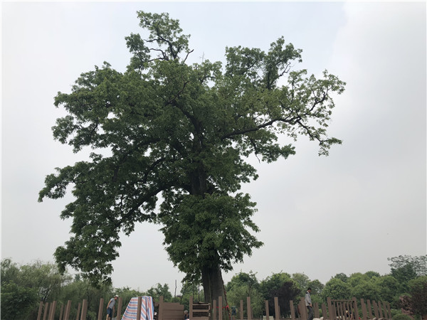 An Ormosia hosiei tree over 1,000 years old is undergoing maintenance at Hongdou village, Shigu town in Shifang city, Southwest Chinas Sichuan province, May 4, 2018. (Photo by Yao Yao/chinadaily.com.cn)