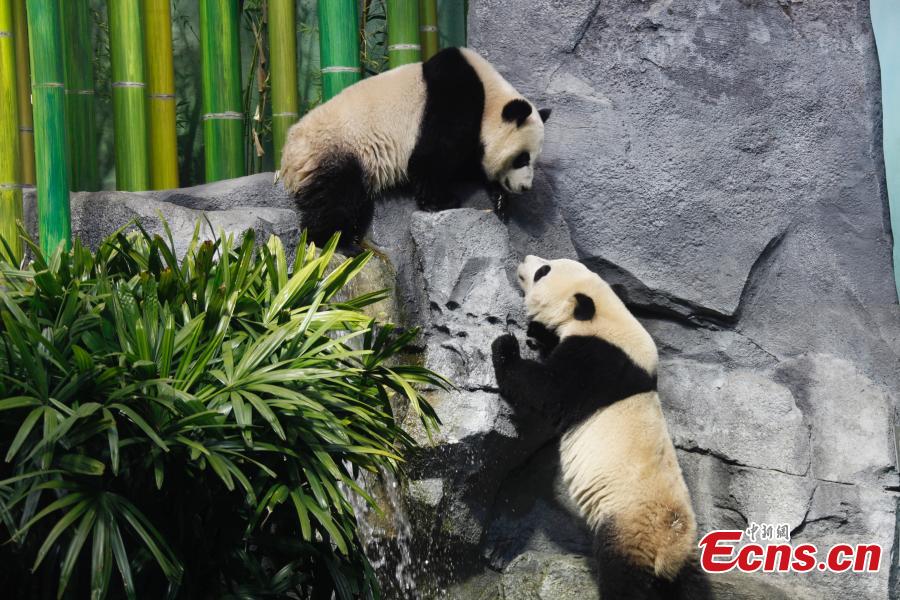 Calgary opens arms to welcome Chinese pandas with grand celebration