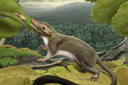 Detailed artistic reconstruction of an ancestral placental mammal living during the Age of Dinosaurs 66 million years ago, showing teeth adapted to capturing and eating insects. (Courtesy of Carl Buell) Detailed artistic reconstruction of an ancestral placental mammal living during the Age of Dinosaurs 66 million years ago, showing teeth adapted to capturing and eating insects. (Courtesy of Carl Buell)