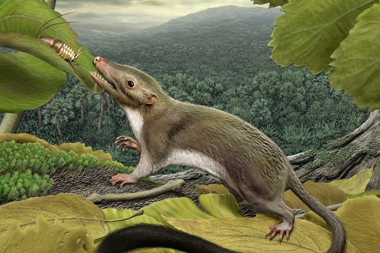 Genome study confirms human's ancestors are bug eaters
