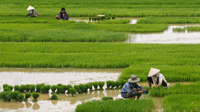 DNA study reveals how peoples migrate to Southeast Asia
