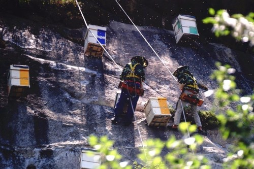 Villagers, experts build cliffside homes in Beijing for endangered bee species