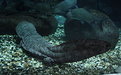 Giant Chinese salamander is at least 5 species, all facing threat of extinction: studies