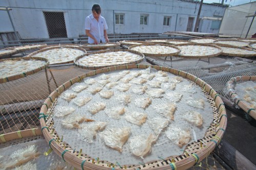 An employee at a workshop in Wenzhou, Zhejiang province, processes shark fins on Sept 9. Yi Xin / for China Daily