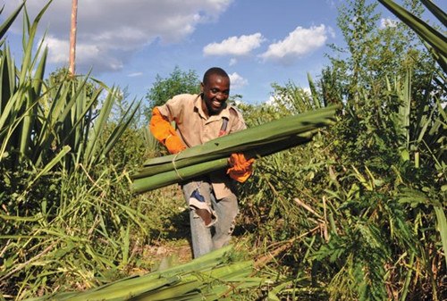 A Tanzanian farmer lays out sisal fiber to dry in the sun. Sisal, a plant that yields a stiff fiber, is widely used in construction and manufacturing industries. [Zhao Yanrong/China Daily]