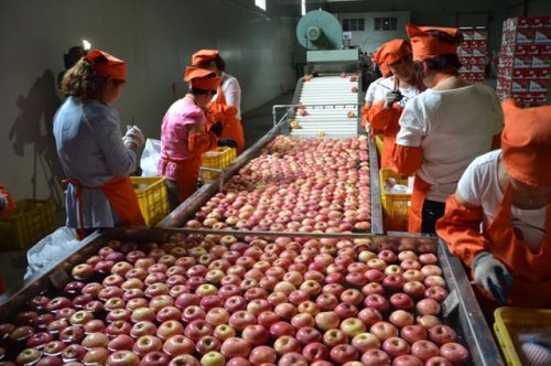 Chinese apples were exported to the United States for the first time on Tuesday. Chinese apples were exported to the United States for the first time on Tuesday.