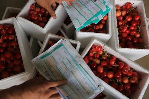 Cherries being packed for express delivery at an orchard in Longnan county, Gansu province.(Photo provided to China Daily) Cherries being packed for express delivery at an orchard in Longnan county, Gansu province.(Photo provided to China Daily)