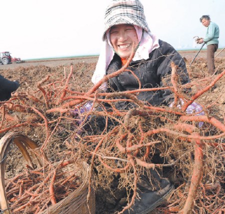 Farmers harvest codonopsis in Huainan, Anhui province. Wholesale prices of the health supplement dropped for eight consecutive weeks between April and May this year. (Photo/China Daily) Farmers harvest codonopsis in Huainan, Anhui province. Wholesale prices of the health supplement dropped for eight consecutive weeks between April and May this year. (Photo/China Daily)