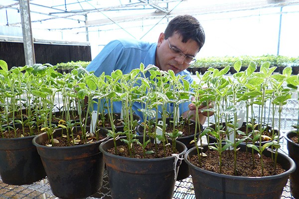 A COFCO seed center in the Netherlands. The company has more than 10,000 employees from more than 70 nations and regions working in overseas markets. (Photo/Xinhua) A COFCO seed center in the Netherlands. The company has more than 10,000 employees from more than 70 nations and regions working in overseas markets. (Photo/Xinhua)