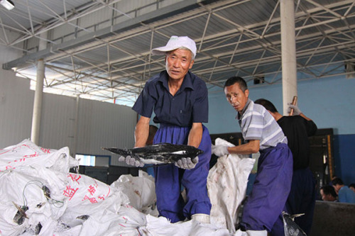 Fishermen unpack tuna before processing it into canned food and sashimi in Rongcheng city, Shandong province, Aug 16, 2015. (Photo provided to China Daily) Fishermen unpack tuna before processing it into canned food and sashimi in Rongcheng city, Shandong province, Aug 16, 2015. (Photo provided to China Daily)