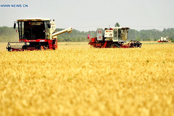 Harvesters work in wheat field in Sangyuan Township of Wuqiao county, North China's Hebei province, June 14, 2015.(Photo/Xinhua) Harvesters work in wheat field in Sangyuan Township of Wuqiao county, North China's Hebei province, June 14, 2015.(Photo/Xinhua)