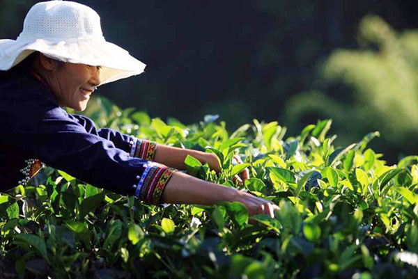 A famer works in a tea garden in Pu'er, Nov 8, 2015. (Photo by Chen Fei for chinadaily.com.cn) A famer works in a tea garden in Pu'er, Nov 8, 2015. (Photo by Chen Fei for chinadaily.com.cn)
