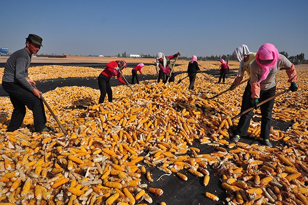 Linze county nestles at the foot of the Qilian mountains range and has been a grain production center since ancient times. (Photo provided to China Daily)