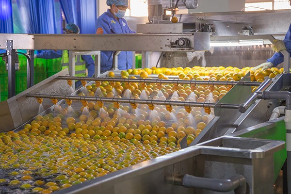 Fruit Day workers process oranges in a workshop in Yunnan province. The company can grade the sweetness of individual oranges at its newly-opened packing plant in Yunnan. (Provided to China Daily) Fruit Day workers process oranges in a workshop in Yunnan province. The company can grade the sweetness of individual oranges at its newly-opened packing plant in Yunnan. (Provided to China Daily)