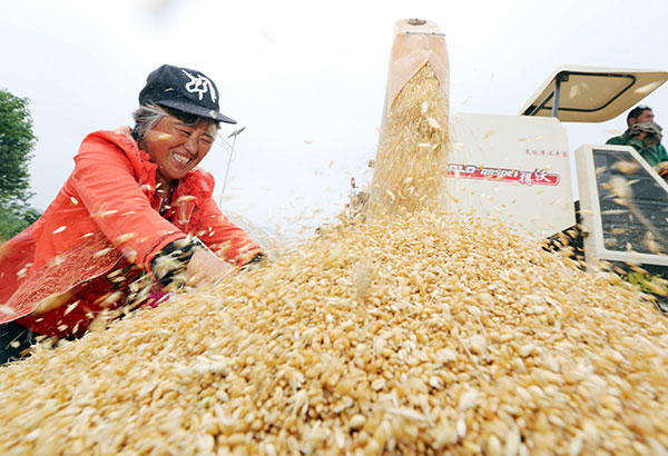 A farmer works with wheat harvested in Huaibei, Anhui province, in May.(Photo: China Daily/Li Xin) A farmer works with wheat harvested in Huaibei, Anhui province, in May.(Photo: China Daily/Li Xin)