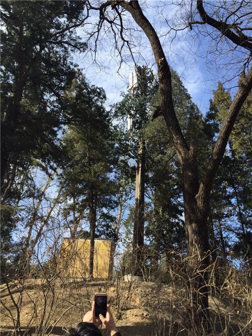 A pedestrian takes a photo at a telecom signal tower surrounded by trees at Tsinghua University, Beijing, Feb 19, 2016.(Photo provided to China Daily) A pedestrian takes a photo at a telecom signal tower surrounded by trees at Tsinghua University, Beijing, Feb 19, 2016.(Photo provided to China Daily)