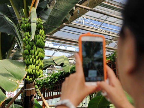 A visitor takes pictures at the 13th Changchun Agriculture Expo, August 19, 2014. (Photo/Xinhua) A visitor takes pictures at the 13th Changchun Agriculture Expo, August 19, 2014. (Photo/Xinhua)