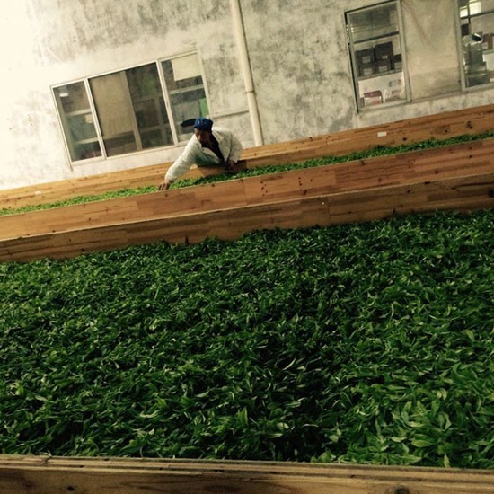 A worker sorts through newly-plucked tea leaves during the withering processes at a tea factory in Ningde city, Southeast China's Fujian province, March 22, 2016. (Photo by Yao Yao/chinadaily.com.cn) A worker sorts through newly-plucked tea leaves during the withering processes at a tea factory in Ningde city, Southeast China's Fujian province, March 22, 2016. (Photo by Yao Yao/chinadaily.com.cn)