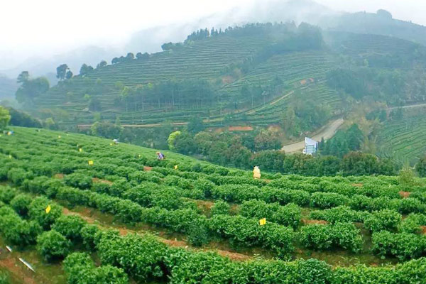 Yellow sticky papers at the Zhang Tianfu Ecological Tea Plantation in Ningde city, East China's Fujian province, March 22, 2016. (Photo provided to chinadaily.com.cn) Yellow sticky papers at the Zhang Tianfu Ecological Tea Plantation in Ningde city, East China's Fujian province, March 22, 2016. (Photo provided to chinadaily.com.cn)
