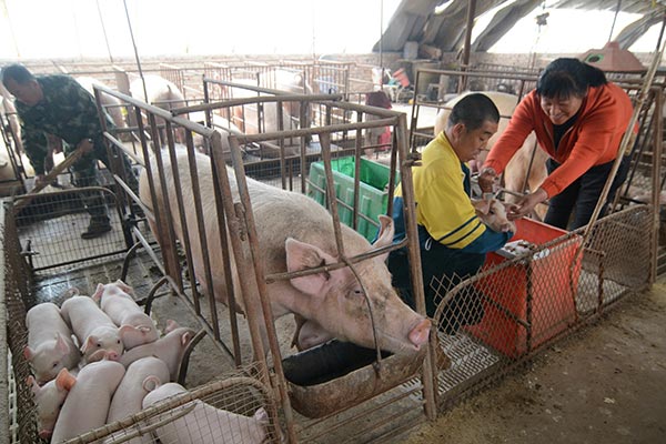 Liu Zhihua (center), a pig farmer from Jinzhou, Liaoning province, checks on a piglet at his farm on April 6, 2016. LI TIECHENG / FOR CHINA DAILY Liu Zhihua (center), a pig farmer from Jinzhou, Liaoning province, checks on a piglet at his farm on April 6, 2016. LI TIECHENG / FOR CHINA DAILY