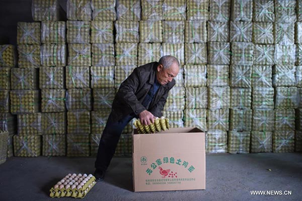 A worker of the Fumin chicken farm packs eggs for sale in Songtao Miao autonomous county of Tongren, southwest China's Guizhou province, Feb 25, 2016. (Photo/Xinhua) A worker of the Fumin chicken farm packs eggs for sale in Songtao Miao autonomous county of Tongren, southwest China's Guizhou province, Feb 25, 2016. (Photo/Xinhua)