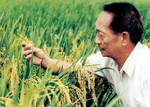 (File photo of Yuan Longping) (File photo of Yuan Longping)