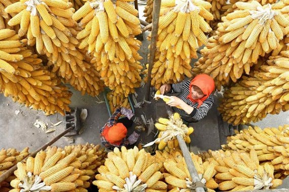 Villagers work in air drying corns in Qianpo Village of Yiyuan County, East China's Shandong Province, Sept. 22, 2016.(Photo/Xinhua) Villagers work in air drying corns in Qianpo Village of Yiyuan County, East China's Shandong Province, Sept. 22, 2016.(Photo/Xinhua)