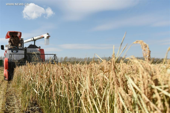 A reaper harvests paddy rice on the Daxing Farm in northeast China's Heilongjiang Province, Oct. 10, 2016. (Xinhua/Wang Jianwei) A reaper harvests paddy rice on the Daxing Farm in northeast China's Heilongjiang Province, Oct. 10, 2016. (Xinhua/Wang Jianwei)
