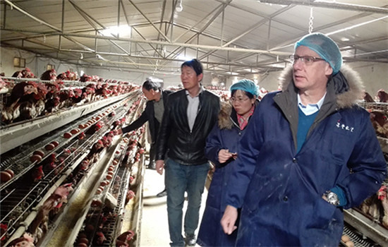 Jan Cortanbach, CTO of Royal De Heus China, an investor in Wellhope, inspects one of its facilities in March. (Photo provided to China Daily) Jan Cortanbach, CTO of Royal De Heus China, an investor in Wellhope, inspects one of its facilities in March. (Photo provided to China Daily)
