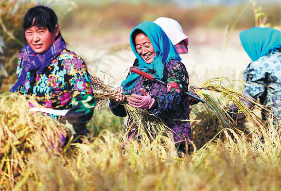 Women harvest organic rice in Wuchang, Heilongjiang province.Wang Jianwei / Xinhua Women harvest organic rice in Wuchang, Heilongjiang province.Wang Jianwei / Xinhua