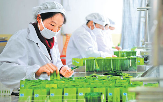 Workers pack organic oolong tea in Baoshan, Yunnan province. Liu Yongzhen / Xinhua Workers pack organic oolong tea in Baoshan, Yunnan province. Liu Yongzhen / Xinhua