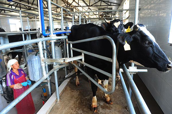 A worker milks a cow at a dairy company in Linquan county, Anhui province, in July.Wang Biao / For China Daily A worker milks a cow at a dairy company in Linquan county, Anhui province, in July.Wang Biao / For China Daily