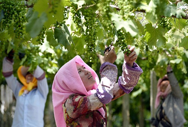 Workers pick grapes at a vineyard on Mount Helan in the Ningxia Hui autonomous region.(Photos By Peng Zhaozhi/Xinhua) Workers pick grapes at a vineyard on Mount Helan in the Ningxia Hui autonomous region.(Photos By Peng Zhaozhi/Xinhua)