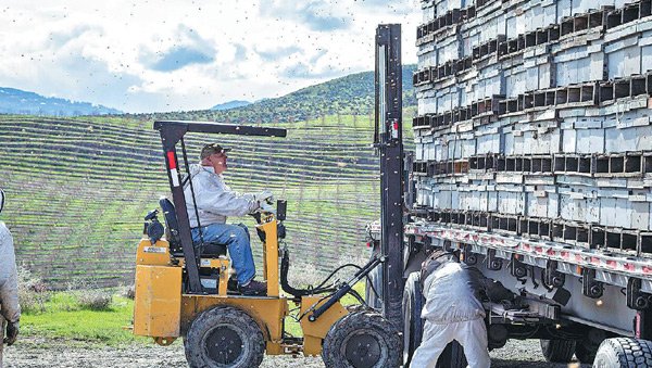 A grower of the Yakima Valley in Washington state, the largest supplier of cherries in the United States, relocates the hives from one orchard to another in order to keep up with the cherry bloom. PROVIDED TO CHINA DAILY A grower of the Yakima Valley in Washington state, the largest supplier of cherries in the United States, relocates the hives from one orchard to another in order to keep up with the cherry bloom. PROVIDED TO CHINA DAILY
