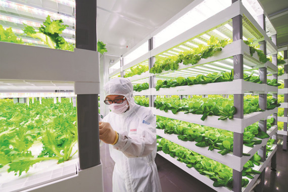 A laboratory worker in biohazard gear checks the growth of lettuce in the vertical farm in Anxi, Fujian province. (Photo/ZHAN ZHUO / FOR CHINA DAILY) A laboratory worker in biohazard gear checks the growth of lettuce in the vertical farm in Anxi, Fujian province. (Photo/ZHAN ZHUO / FOR CHINA DAILY)