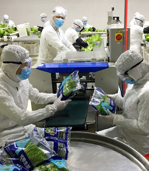Workers package vegetables at San'an Sino-Science's Photobiology Industry Institute in Anxi county, Fujian province, in April. Zhang Zhihao / China Daily Workers package vegetables at San'an Sino-Science's Photobiology Industry Institute in Anxi county, Fujian province, in April. Zhang Zhihao / China Daily