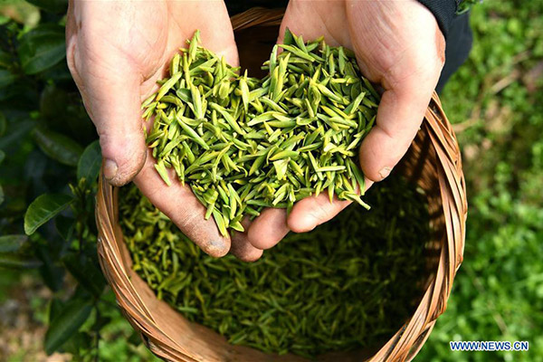 A villager picks tea leaves in Xiangjia village of Wanzhai town in Xuanen county, Central China's Hubei province, Feb 27, 2017. (Photo/Xinhua) A villager picks tea leaves in Xiangjia village of Wanzhai town in Xuanen county, Central China's Hubei province, Feb 27, 2017. (Photo/Xinhua)